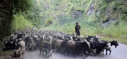 यसवर्ष च्याङग्राको मूल्य घट्यो