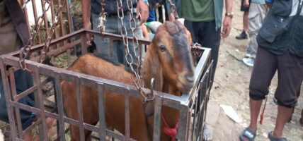 हरियो सिङ भएका खसीबोका खरिद गर्न सुझाव