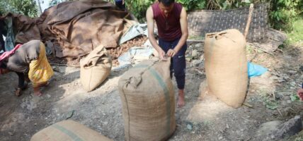 चिया निर्यात बढ्यो, अलैँची घट्यो