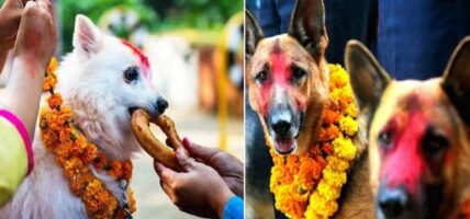 कात्तिक कृष्ण चतुर्दशी: नरक चतुर्दशी, कुकुर तिहार