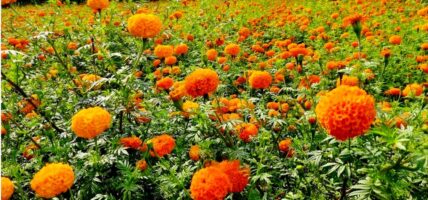 तिहारलाई स्वागत गर्दै सयपत्री फूल ढकमक्क फूल्यो