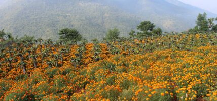 ड्रागन फ्रुटसँगै सयपत्री फूलको खेती