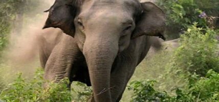 हात्तीको आक्रमणबाट माउतेको मृत्यु
