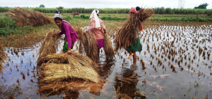 राप्ती सोनारीमा वर्षाले धानबालीमा क्षति