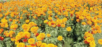 अविरल वर्षाबाट पुष्पखेतीमा  १५ करोड बराबरको नोक्सान