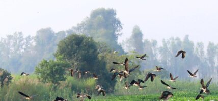 कैलाली–कञ्चनपुर आइपुगे साइबेरियाका चरा