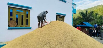 एउटै व्यक्तिले फलाए चार सय मुरी धान