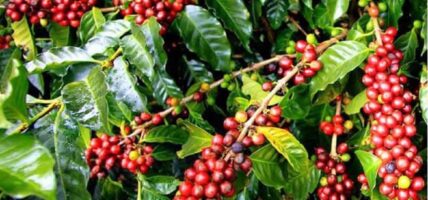 नेपाली कफी अन्तर्राष्ट्रिय बजारमा अब्बल