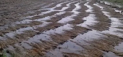 बेमौसमी वर्षाले धान बालीमा क्षतिहुँदा किसान समस्यामा