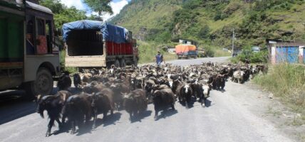तिहारका लागि मुस्ताङबाट चार हजार भेडाच्याङग्रा बिक्री