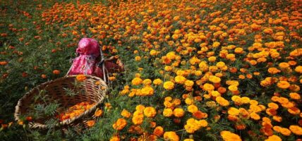 दसैँ, तिहार र छठमा पाँच करोडको फूल किनबेच