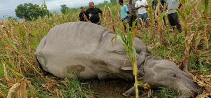 पाँच महिनामा बाह्रवटा गैँडा मृतावस्थामा भेटिए