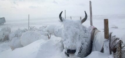 मङ्गोलियाको ६० प्रतिशतभन्दा बढी भूभागमा हिउँ