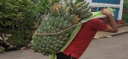 केराखेतीबाट वार्षिक एक करोड ५० लाख आम्दानी