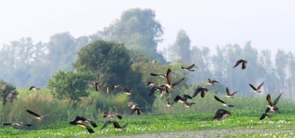 बाँकेमा बीस प्रजातिका चरा भेटिए