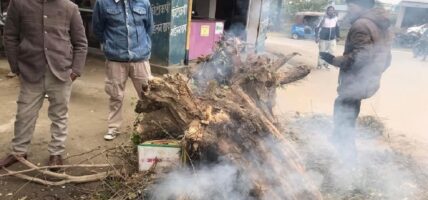 चिसो बढेपछि दाउरा वितरण