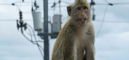 बाँदरका कारण श्रीलङ्कामा देशभरमा काटियो बिजुली