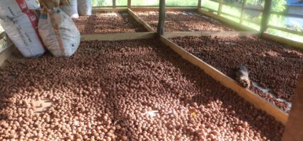 भोजपुरका किसानको आम्दानीको स्रोत बन्दै रुद्राक्ष