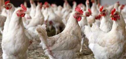 सीमा क्षेत्रमा कडाइ गर्न पोल्ट्री व्यवसायीद्वारा गृहमन्त्रीलाई ज्ञापनपत्र