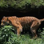 नदी तटीय क्षेत्रमा बाघको सङ्ख्या धेरै