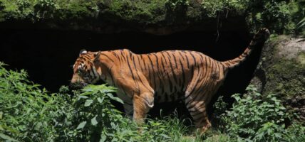 पर्याप्त बजेट अभावमा चितवन राष्ट्रिय निकुञ्जलाई बाघ पाल्न कठिन