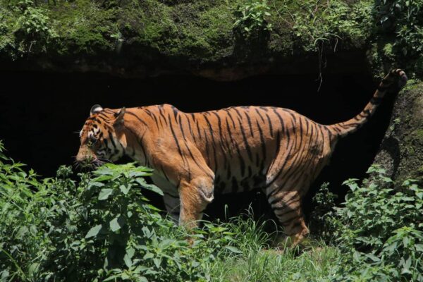 नदी तटीय क्षेत्रमा बाघको सङ्ख्या धेरै नदी तटीय क्षेत्रमा बाघको सङ्ख्या धेरै