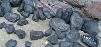 अवैध शालिग्राम बरामद
