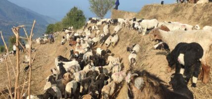 लेकतर्फ लाग्दै भेडाका बथान