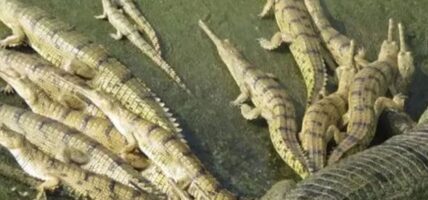 गोहीको अण्डा सङ्कलन सुरु