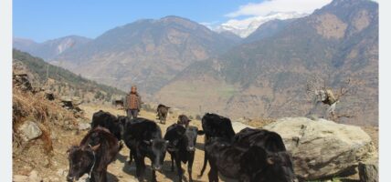 गाउँका बूढापाकाले मात्र धानेका घुम्ती गोठको परम्परा