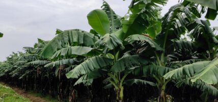 हुरीका कारण २० प्रतिशत केराखेतीमा क्षति