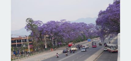 जाकाराण्डा फूलको संरक्षण गर्दै महानगर