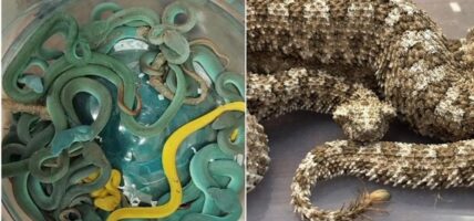 विमानमा सर्प : विषालु भाइपरसहित भारतीय तस्कर पक्राउ