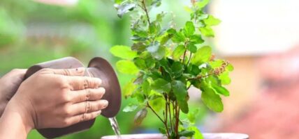 आषाढ शुक्ल एकादशी: तुलसीको बिरुवा सारिँदै