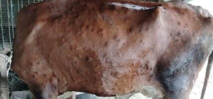 लम्पी स्किनबाट झापामा १० हजार पशु सङ्क्रमित