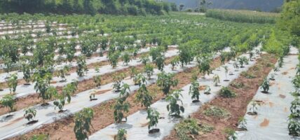 कालीगण्डकीमा व्यावसायिक अकबरेखेती