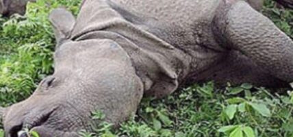 करेन्ट लागेर गैँडाको मृत्यु