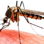 Dengue infection high in Koshi province with Jhapa being most at risk Dengue infection high in Koshi province with Jhapa being most at risk