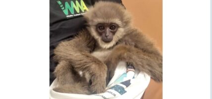 मुम्बई विमानस्थलमा जाँच गरिएको झोलाभित्र दुई लुप्तप्राय लङ्गुर बरामद, एक पक्राउ