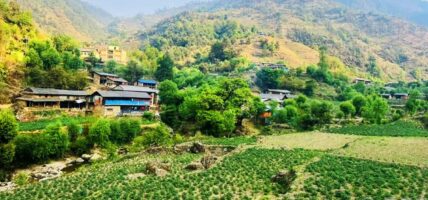 बागलुङमा एक अर्ब ९४ करोड ६० लाखको आलु उत्पादन