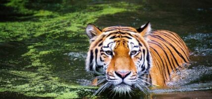 गतवर्ष रोकिएको बाघ गणना आगामी पुस १ गतेदेखि