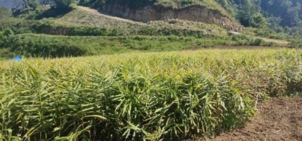 मूल्य खस्किएपछि अदुवा किसान मारमा