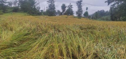 पाकेर थन्क्याउन लागिएको धानबालीमा वर्षाले क्षति गरेपछि कृषक चिन्तित