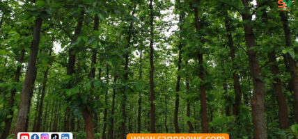 मधेसमा अझै रोकिएन वन अतिक्रमण, फिर्ता ल्याउन झनै सकस