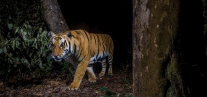 चितवन राष्ट्रिय निकुञ्जमा बाघ गणना सुरु