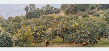 जुनारखेती : कम मेहेनतमा मनग्य आम्दानी