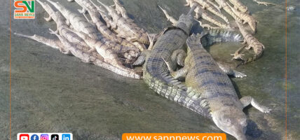 एक सय ३७ गोही प्रकृतिमा छाडियो