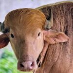 चिडियाखानामा ‘ट्रम्प’ भैँसी