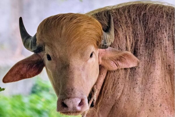 चिडियाखानामा ‘ट्रम्प’ भैँसी