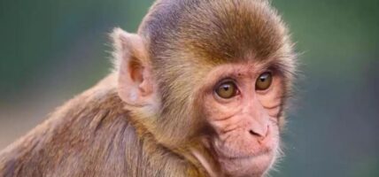 बाँदर आतङ्कको समाधान खोज्दै सरकार, कार्यदलले माग्यो राय सुझाव